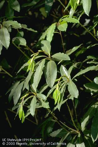 Terminal leaves wilting from drought stress.