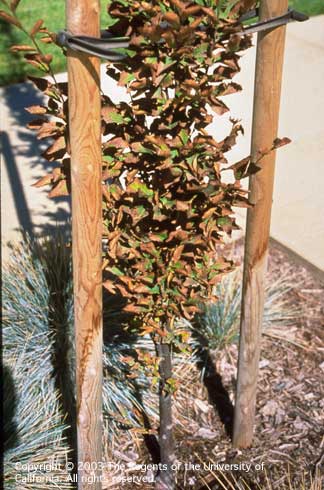 This red-brown necrosis on leaf margins and tips is a symptom of chronic water deficit.