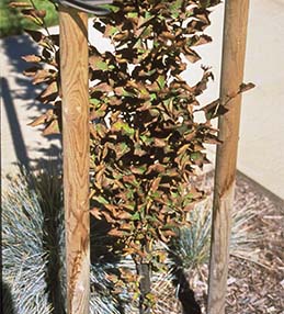 Necrosis, underwatered root ball.