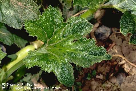 Foliage damaged by watermelon mosaic.