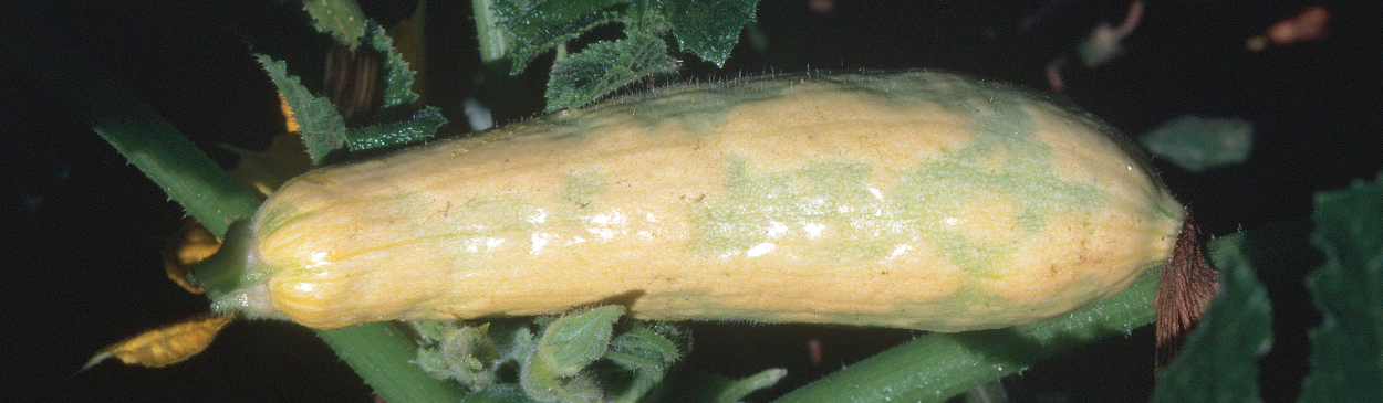 Watermelon mosaic virus symptoms on yellow squash.