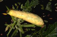 Watermelon mosaic virus symptoms on yellow squash.