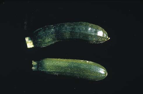 Zucchini fruit infected with <i>Watermelon mosaic virus</i> (top) can develop knobby overgrowths.