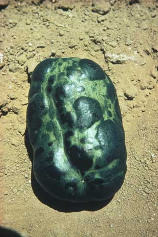 Watermelon fruit infected with <i>Watermelon mosaic virus</i> (top) can develop knobby overgrowths.