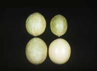 The surface of honeydew melon infected with Watermelon mosaic virus can develop knobby overgrowths.