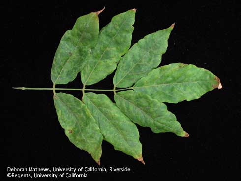 Wrinkled, yellowish mottled leaflets of wisteria infected by <i>Wisteria vein mosaic virus.</i>.