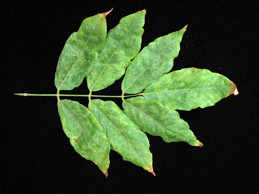 Wrinkled, yellowish mottled leaflets