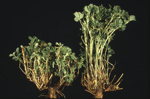 Plant on the left is stunted by alfalfa dwarf caused by <I>Xylella fastidiosa.</I>.