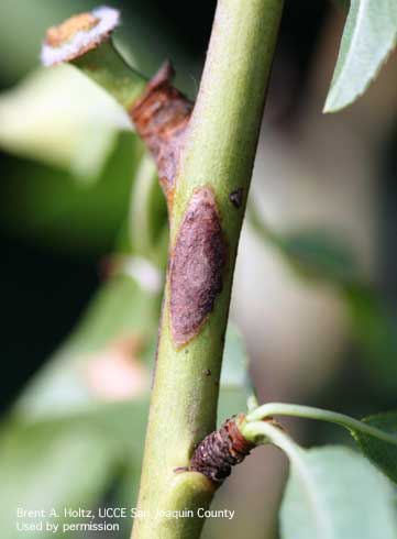 Lesion on young almond twig, caused by bacterial spot, <i>Xanthomonas arboricola</i> pv. <i>pruni</i>.