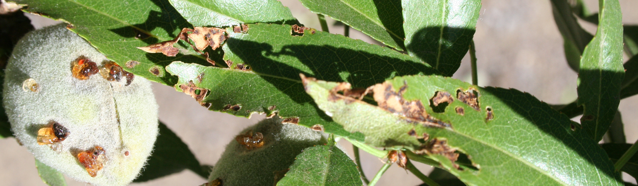 Gumming on almond nuts and lesions on leaves caused by bacterial spot, Xanthomonas arboricola pv. pruni.