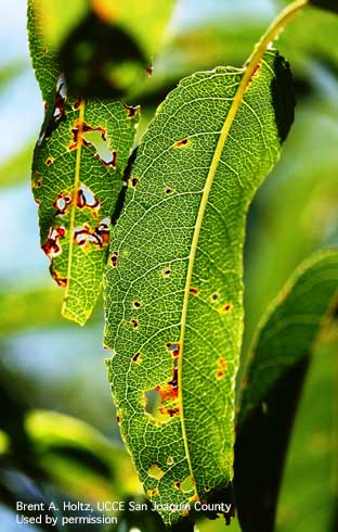 Spots on almond leaves, caused by bacterial spot, <i>Xanthomonas arboricola</i> pv. <i>pruni</i>.