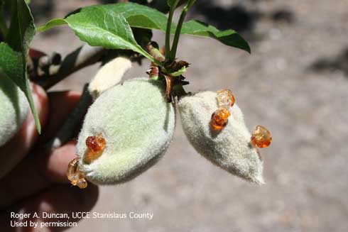 Gumming on almond nuts caused by bacterial spot, <i>Xanthomonas arboricola</i> pv. <i>pruni</i>.