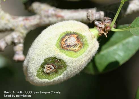 Lesions underneath surface of almond hull, caused by bacterial spot, <i>Xanthomonas arboricola</i> pv. <i>pruni</i>.