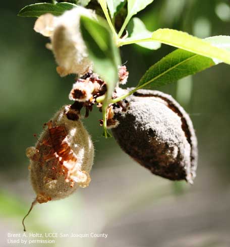 Almond nut infected with bacterial spot (left), <i>Xanthomonas arboricola</i> pv. <i>pruni</i>, next to mummy nut from previous year, still showing dried-up lesions.