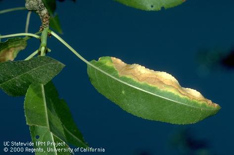 Foliage symptoms of almond leaf scorch.