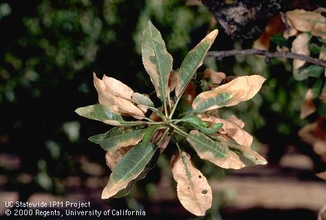 Zonate pattern of browning typical of almond leaf scorch.