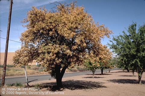 Golden foliage and defoliated branches typical of almond leaf scorch.