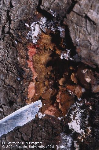 Reddish cambium exposed beneath the bark of an avocado trunk with bacterial canker, caused by <I>Xanthomonas campestris.</I> .