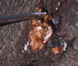 Reddish brown cambium of bacterial canker exposed under avocado bark.