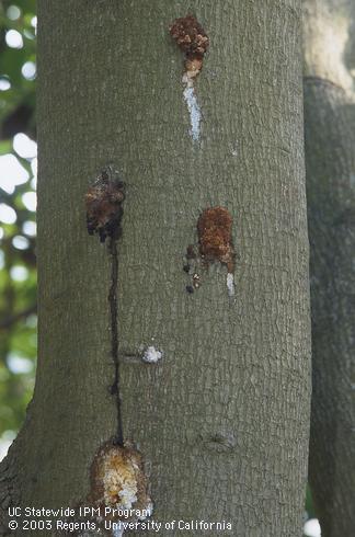 Avocado trunk with the reddish resin and whitish sugar exudate of bacterial canker, caused by <I>Xanthomonas campestris.</I> .