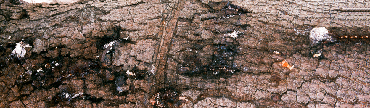 Dark ooze and patchy white powdery exudate on an avocado trunk with bacterial canker, caused by Xanthomonas campestris.