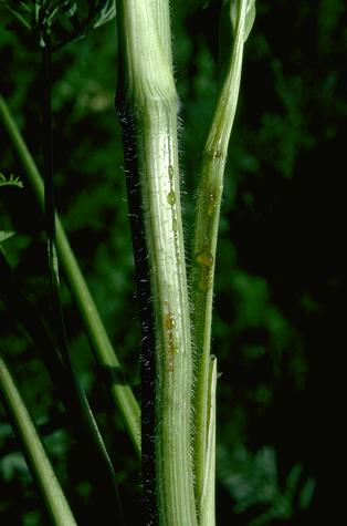 Bacterial leaf blight induced exudate on carrot stalks and petioles.