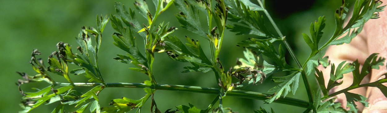 Irregular brown spots on carrot leaves and streaks on petioles caused by bacterial leaf blight.