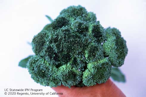 Blackish, necrotic florets of broccoli with broccoli head rot, or black rot, <i>Xanthomonas campestris</i> pv. <i>campestris</i>, which developed after a frost.