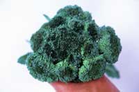 Blackish, necrotic florets of broccoli with broccoli head rot, or black rot, Xanthomonas campestris pv. campestris, which developed after a frost.