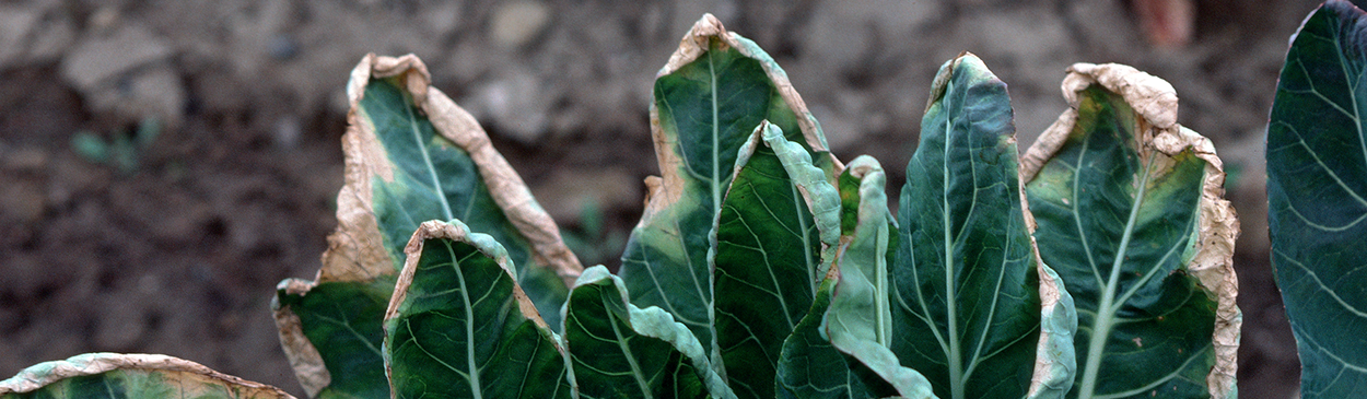 Plants infected with black rot have yellow to brown patches around the leaf margins.