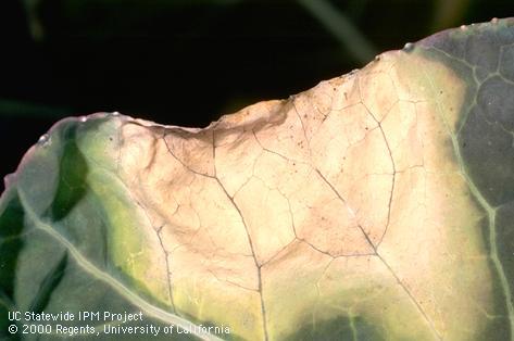 Foliage damaged by black rot.