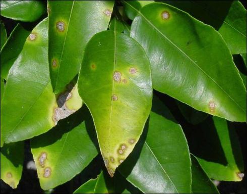 Circular, scabby lesions on the leaves of an orange tree with citrus canker, caused by <I>Xanthomonas axonopodis</I> pv. <I>citri.</I>.