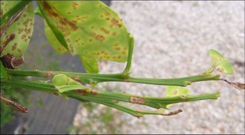 Scabby lesions on leaves and twigs of an orange tree with citrus canker, caused by <I>Xanthomonas axonopodis</I> pv. <I>citri.</I>.