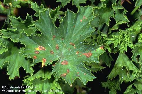 Foliage damaged by leaf spot.