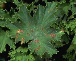 Bacterial leaf spot on Geranium