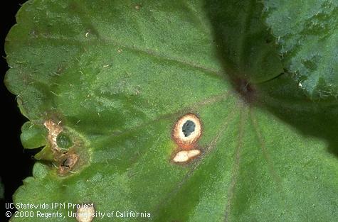 Bacterium-caused dark-margined translucent and tan spots on Begonia leaf.