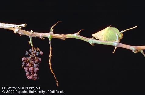 Wood on a new grape cane that has matured irregularly, resulting in patches of green, surrounded by mature brown bark, a symptom called 