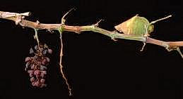 Symptoms of Pierce's disease include irregular patches of green bark and mature brown bark, grapes that have dried up before harvest time, and leaves that have dropped prematurely but left behind leaf petioles that are dying back from the tip.