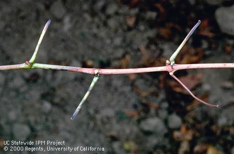 Pierce's disease causes petioles of leaves to remain attached to canes after leaf fall.