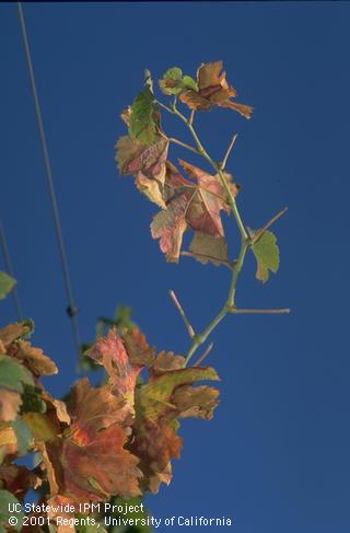 Pierce's disease causes petioles of leaves to remain attached to canes after leaf fall.