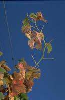 Pierce's disease causes petioles of leaves to remain attached to canes after leaf fall.