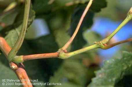 Irregular, patchy bark maturity is a common symptom of Pierce's disease.