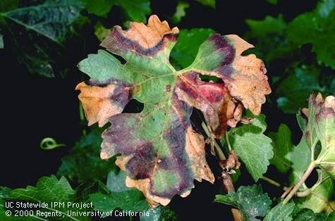 Autumn foliar symptoms of Pierce's disease in a red grape variety (Cabernet Sauvignon).