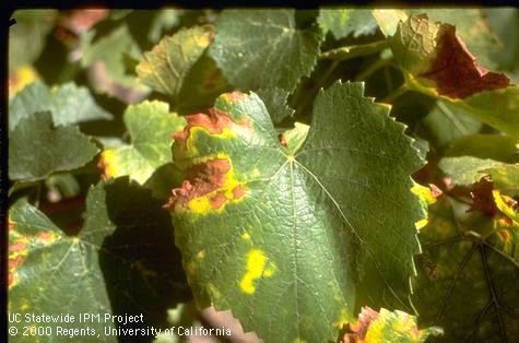 Scorching caused by Pierce's disease begins at outer leaf margins.