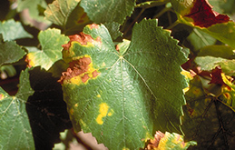 Chlorosis and necrosis of a leaf that begins in the outer margin due to Pierce's disease.