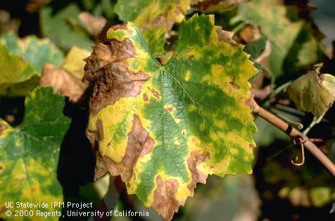 Extensive yellowing and brown necrosis of leaves are advanced symptoms of Pierce's disease, <i>Xylella fastidiosa</i>, on foliage of a white grape variety (Chardonnay).