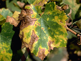 Severe chlorosis and necrosis of a leaf late in summer due to Pierce's disease.