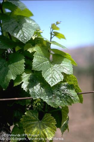 The first several leaves on shoots with early spring symptoms of Pierce's disease have interveinal chlorosis.