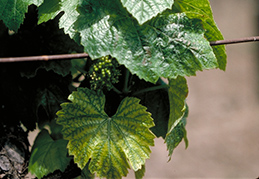 First leaves on a shoot (bottom) that have interveinal chlorosis, a spring symptom of Pierce's disease.