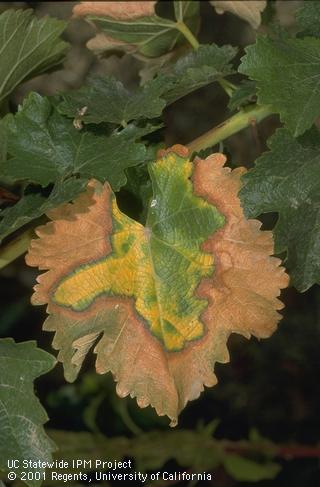 Advanced late summer or fall symptoms of Pierce's disease on foliage of a white grape variety.